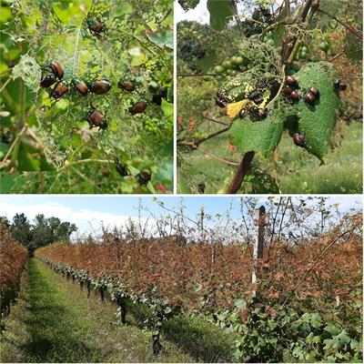 Popillia japonica – Italian outbreak management